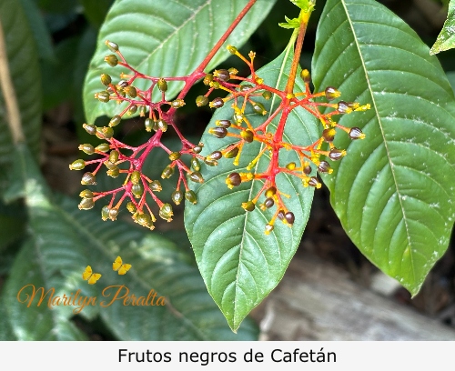 Frutos negros de Cafetán