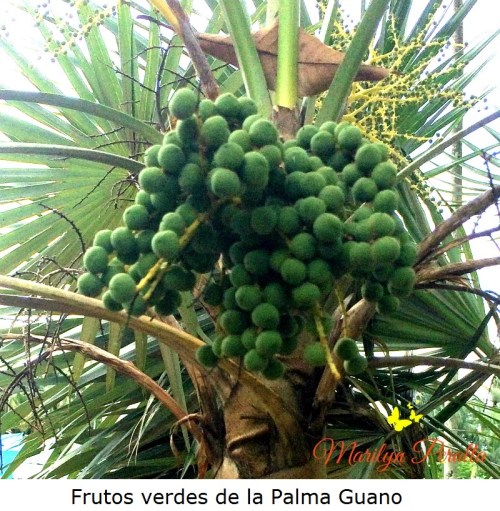 Frutos verdes de la Palma Guano