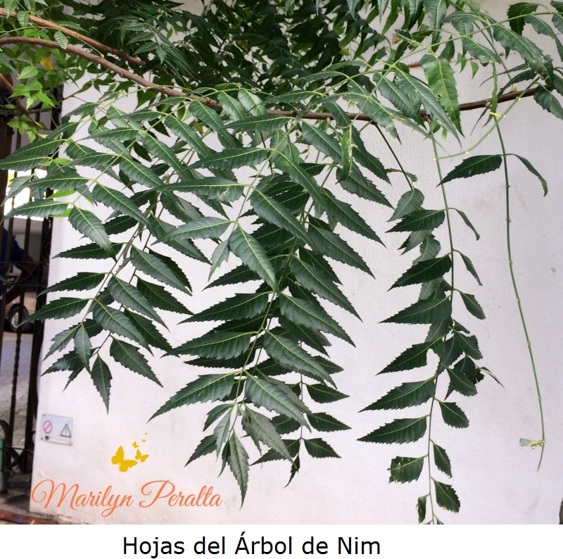 Hojas del Arbol de Nim