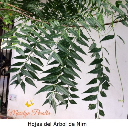 Hojas del Arbol de Nim