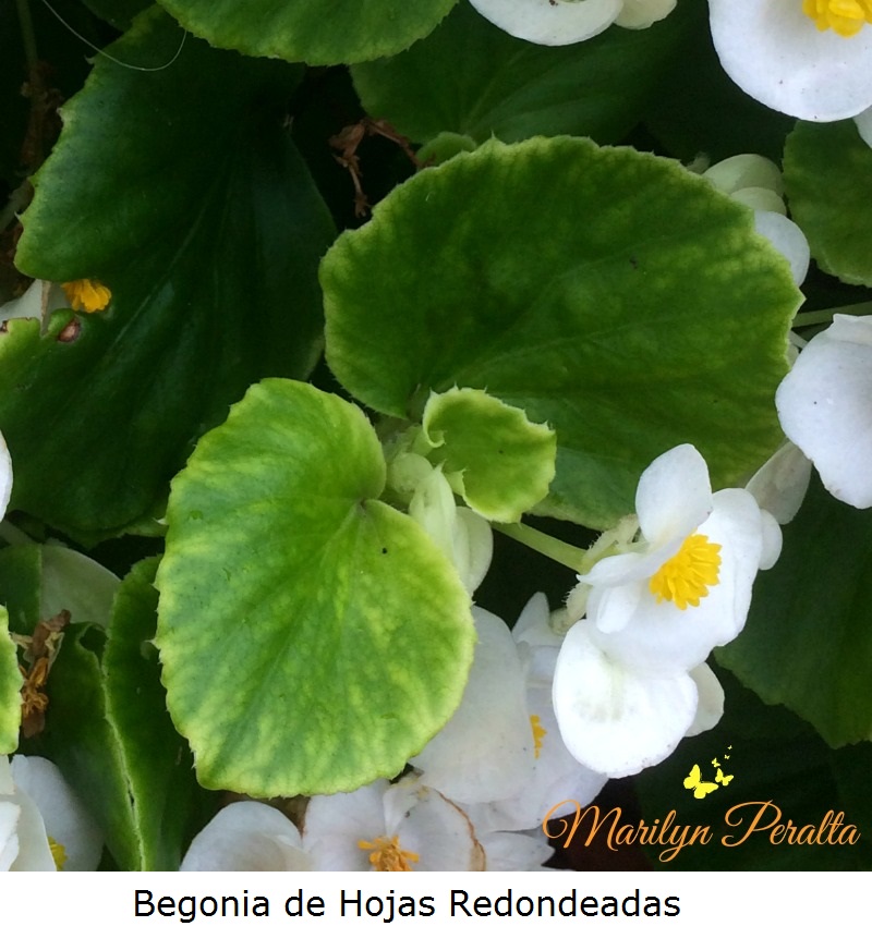 Begonia de Hojas Redondeadas