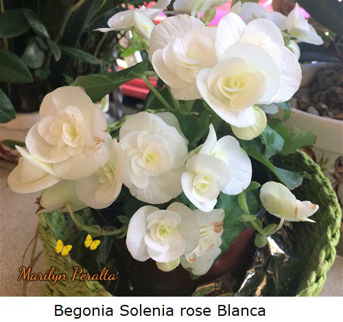 Begonia Solenia rose Blanca