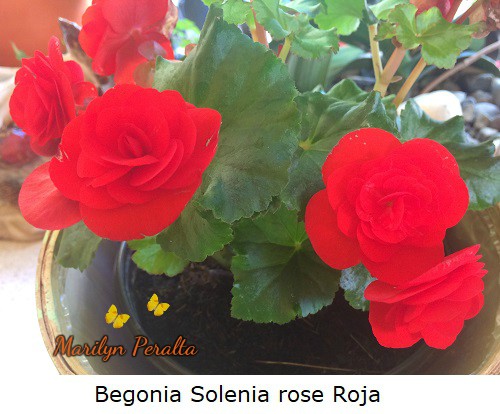 Begonia Solenia rose Roja