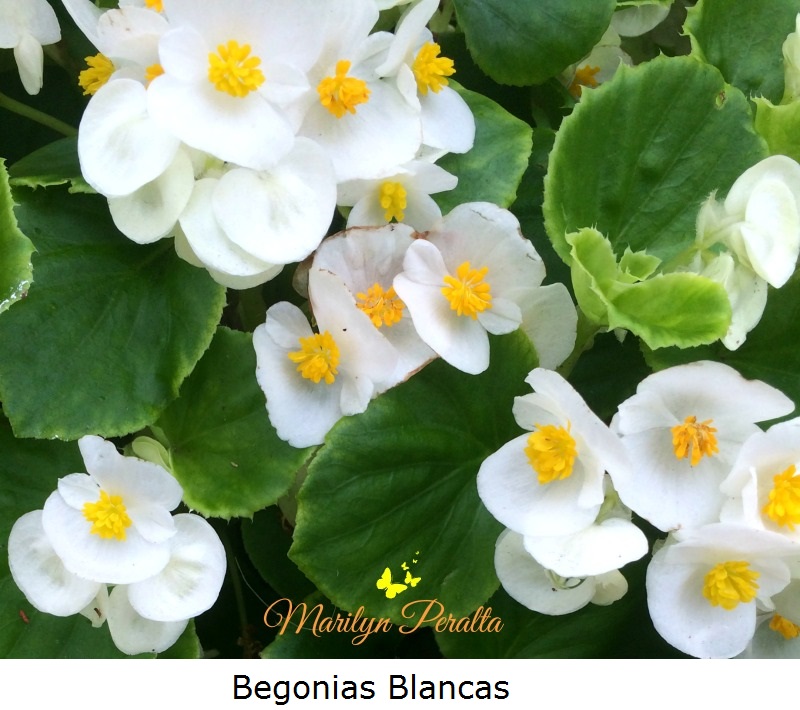 Begonias Blancas