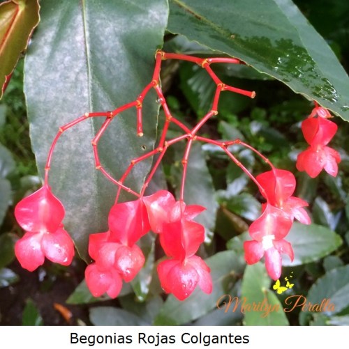 Begonias rojas