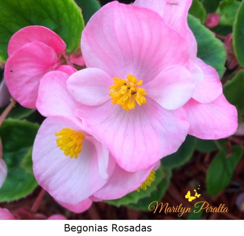 Begonias Rosadas