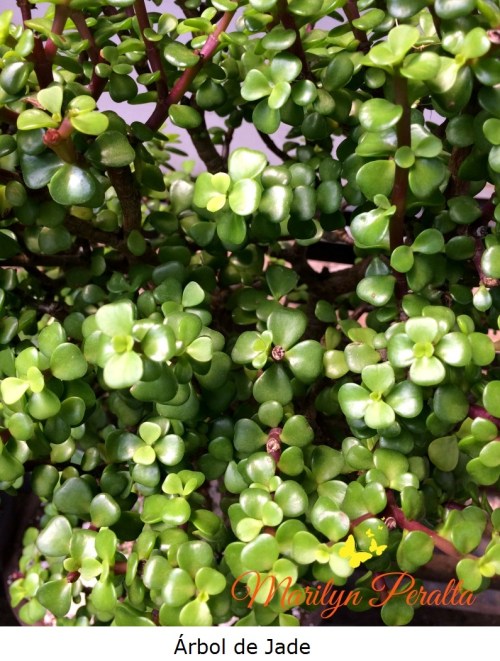 Árbol de Jade