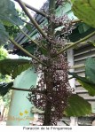 pringamosa-arboles-y-flores-en-rep-blica-dominicana