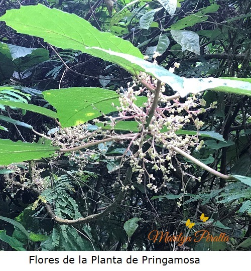 Flores de la planta de Pringamosa