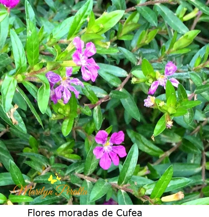 Flores moradas de Cufea