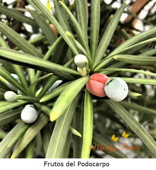Frutos del Podocarpo