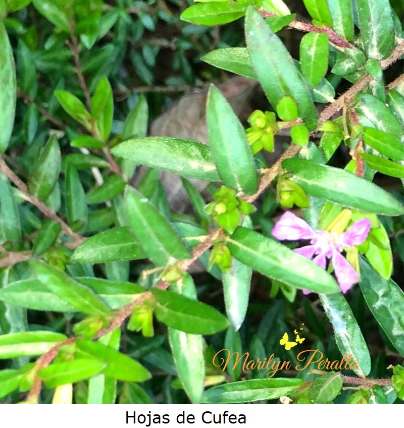 Hojas de Cufea