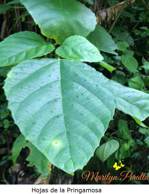 Hojas de Pringamosa