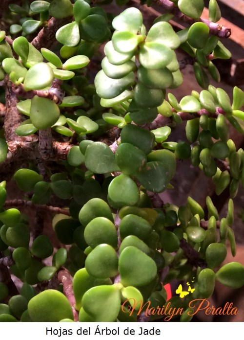 Hojas del Arbol de Jade