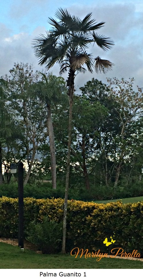 Palma Guanito 1
