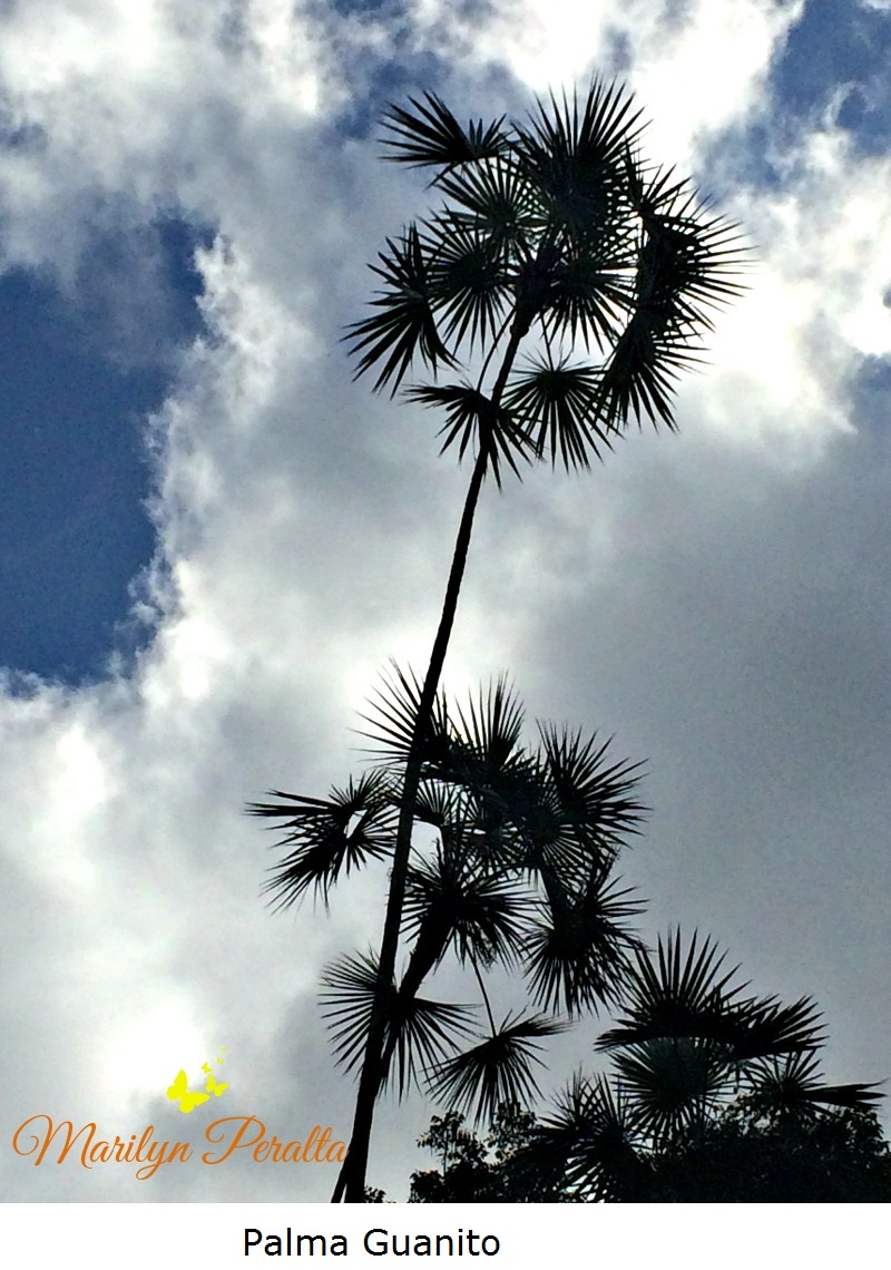 Palma Guanito