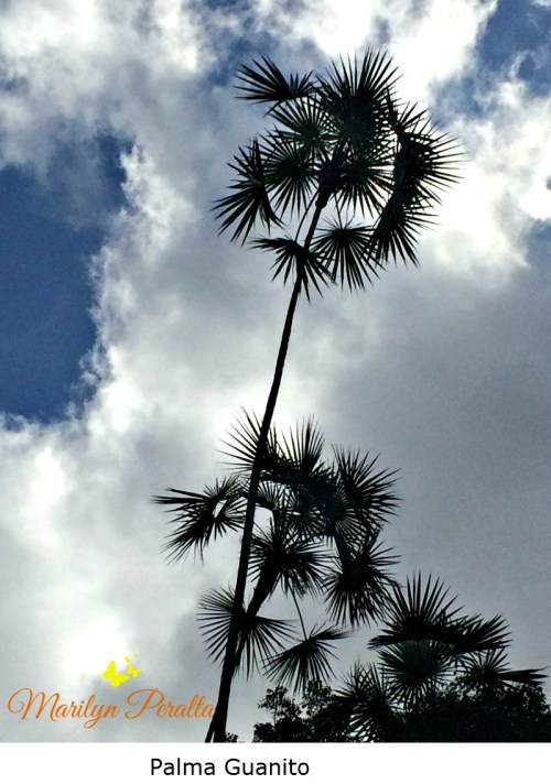 Palma Guanito