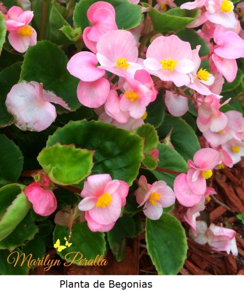 Planta de Begonias