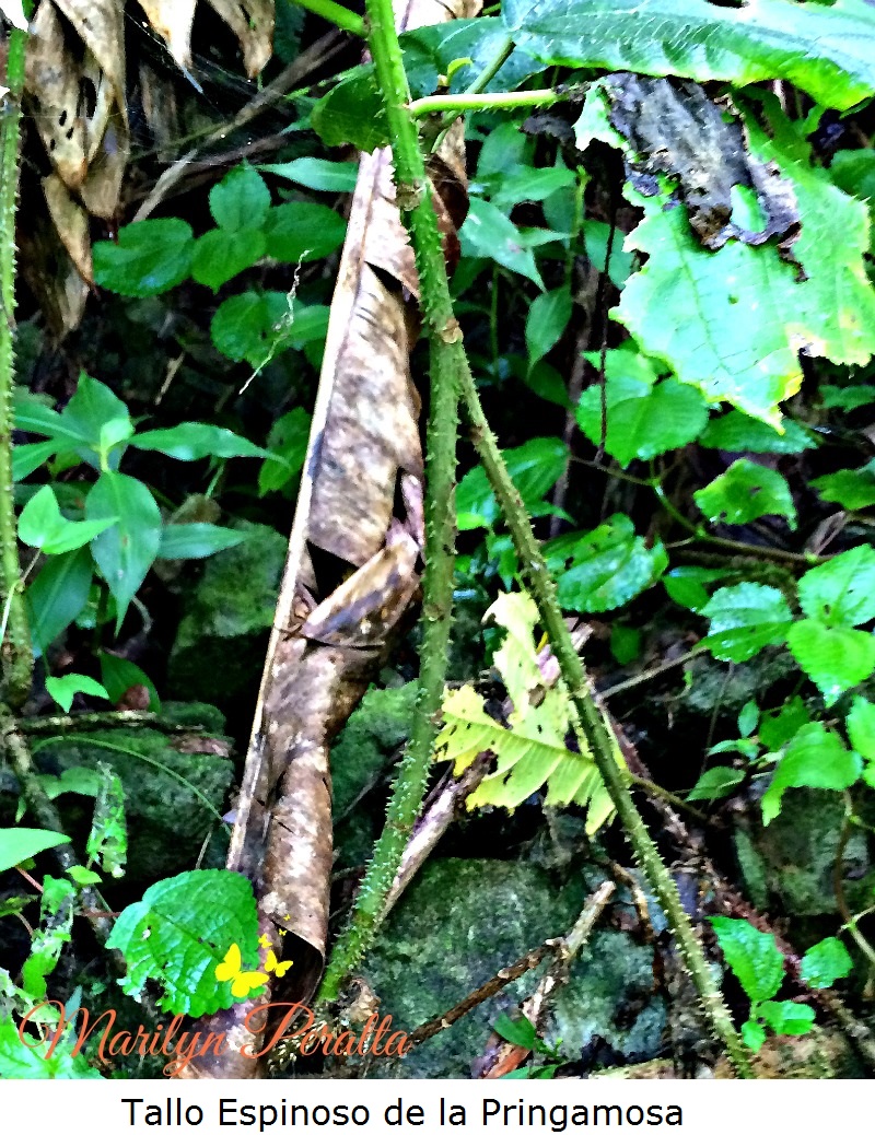 Tallo Espinoso de la Pringamosa