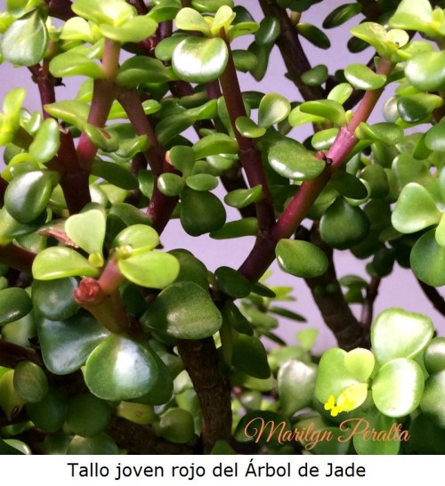 Tallo joven rojo del Arbol de Jade