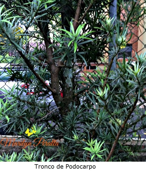 Tronco de Podocarpo