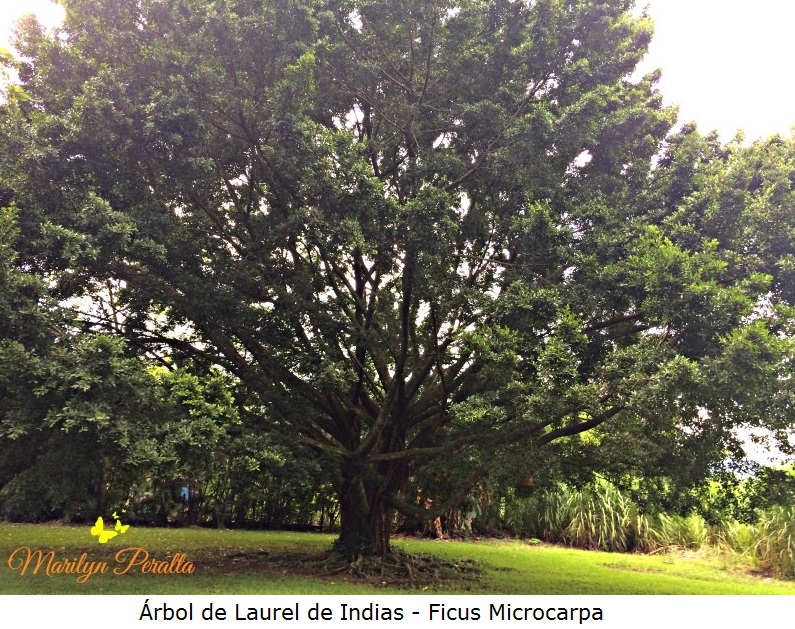 Arbol de Laurel de Indias