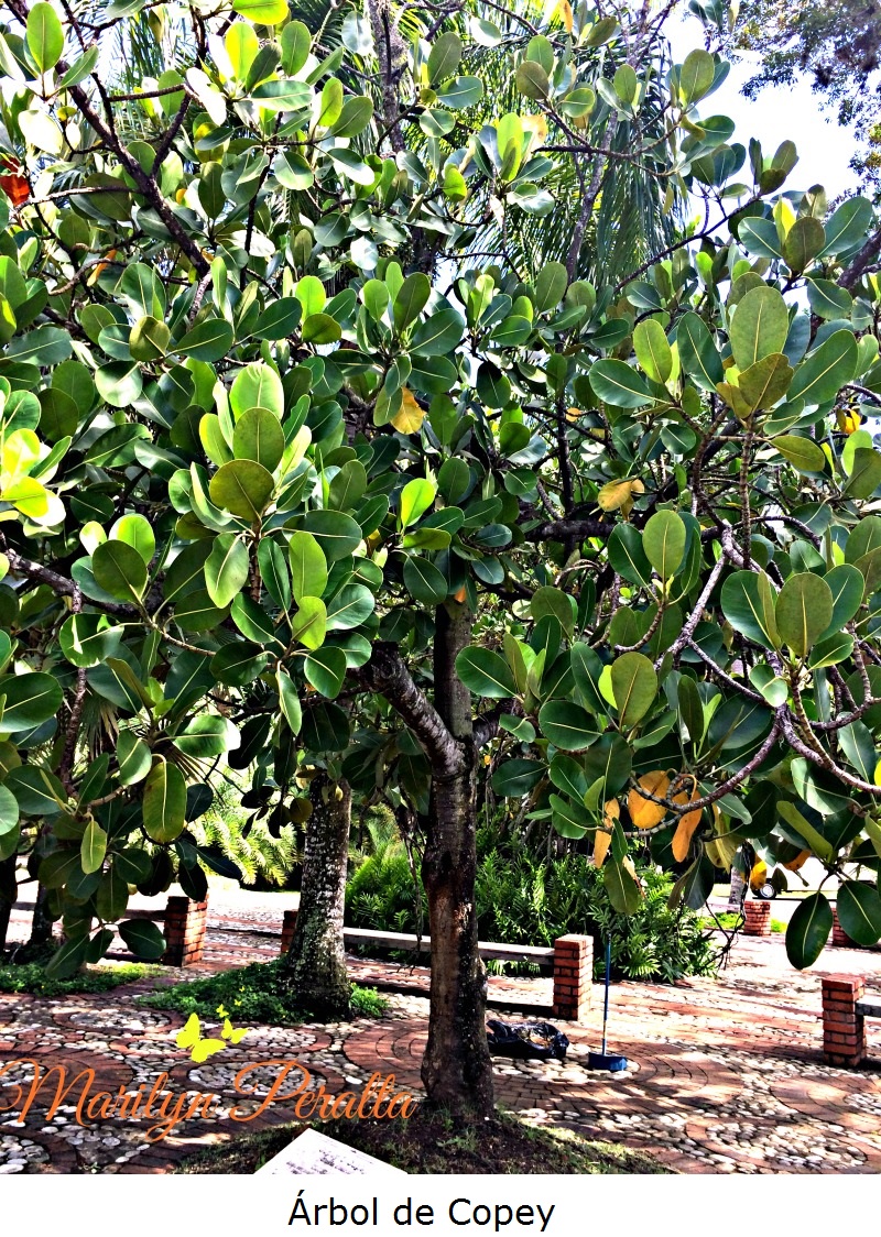 Árbol de Copey