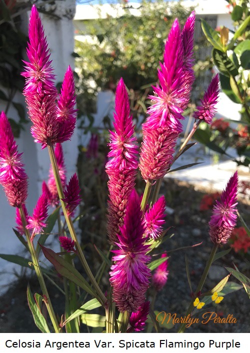 Celosia argentea Var. spicata 'Flamingo Purple A