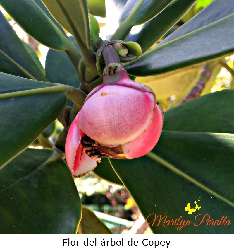 Flor del árbol de Copey