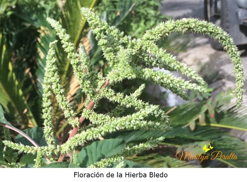 Floracion de la Hierba Bledo