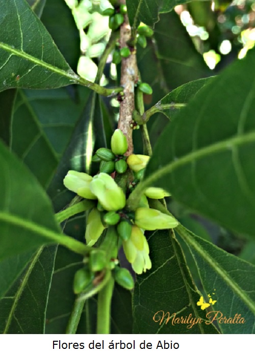 Flores del árbol de abio