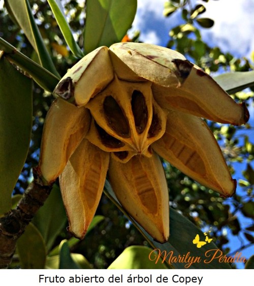 Fruto abierto del árbol de Copey
