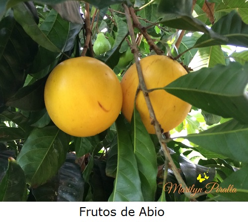 Frutos de abio