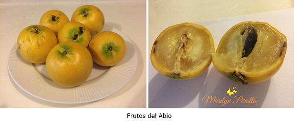 Frutos del Abio