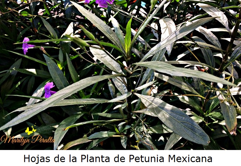 Hojas de la planta de Petunia Mexicana