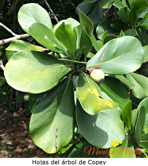 Hojas del árbol de Copey