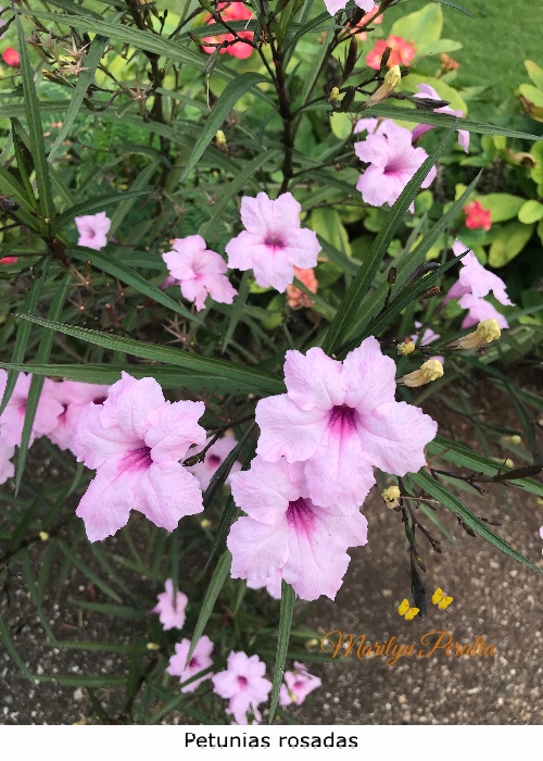 Petunias rosadas