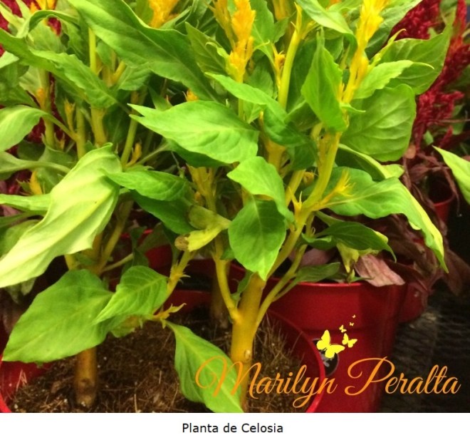 Planta de Celosía Argentea