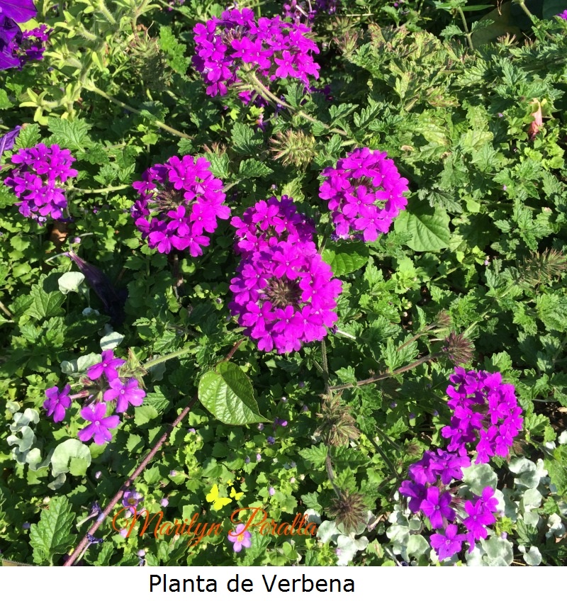 Planta de Verbena
