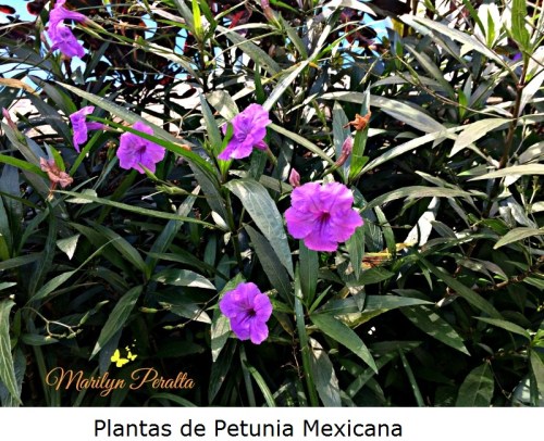 Plantas de Petunia Mexicana