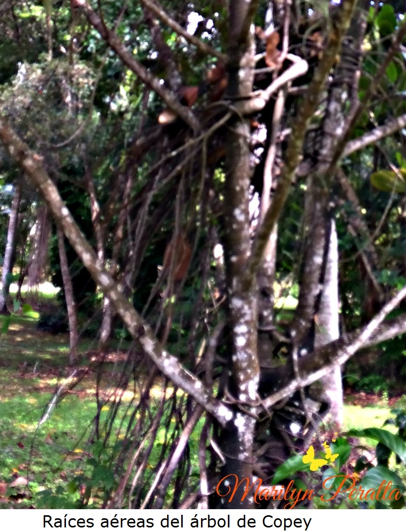 Raíces aéreas del árbol de Copey