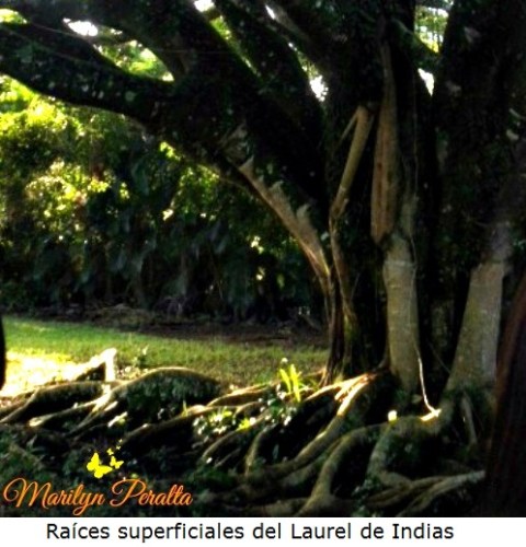 Raices del Ficus Microcarpa