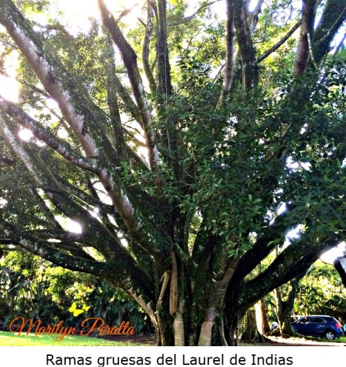 Ramas gruesas del Laurel de Indias