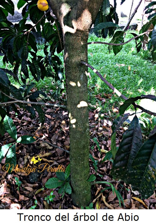 Tronco del árbol de Abio