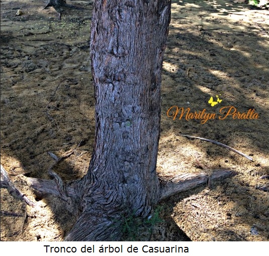Tronco del Árbol de Casuarina
