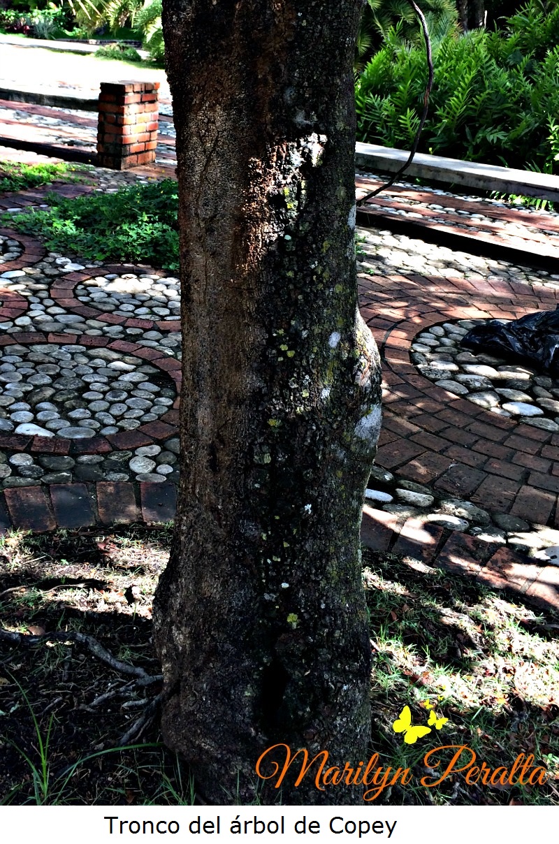 Tronco del árbol de Copey