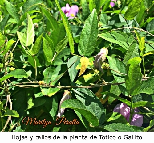Hojas y tallos de la planta de Totico o Gallito