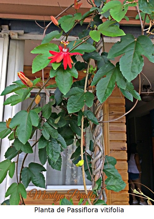 Planta de Passiflora vitifolia