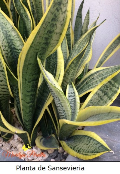 Planta de Sansevieria