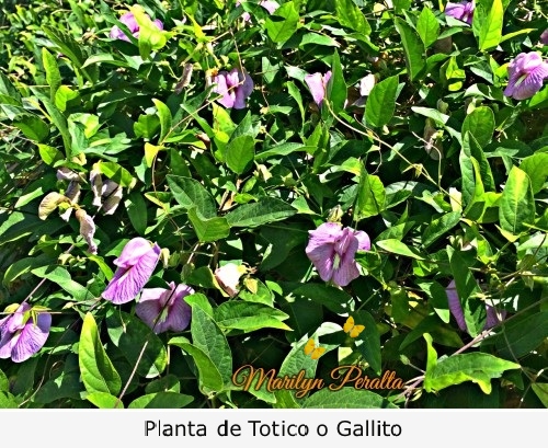 Planta de Totico o Gallito